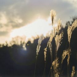 專輯名稱